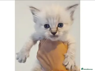 Ragdoll cats Stunning Pure Ragdoll Kittens - Advert 1