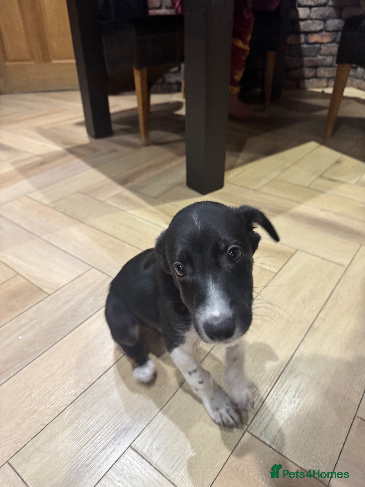 Bordoodle dogs LAST BEAUTIFUL BORDOODLE LOOKING FOR HOME. READY - Advert 2
