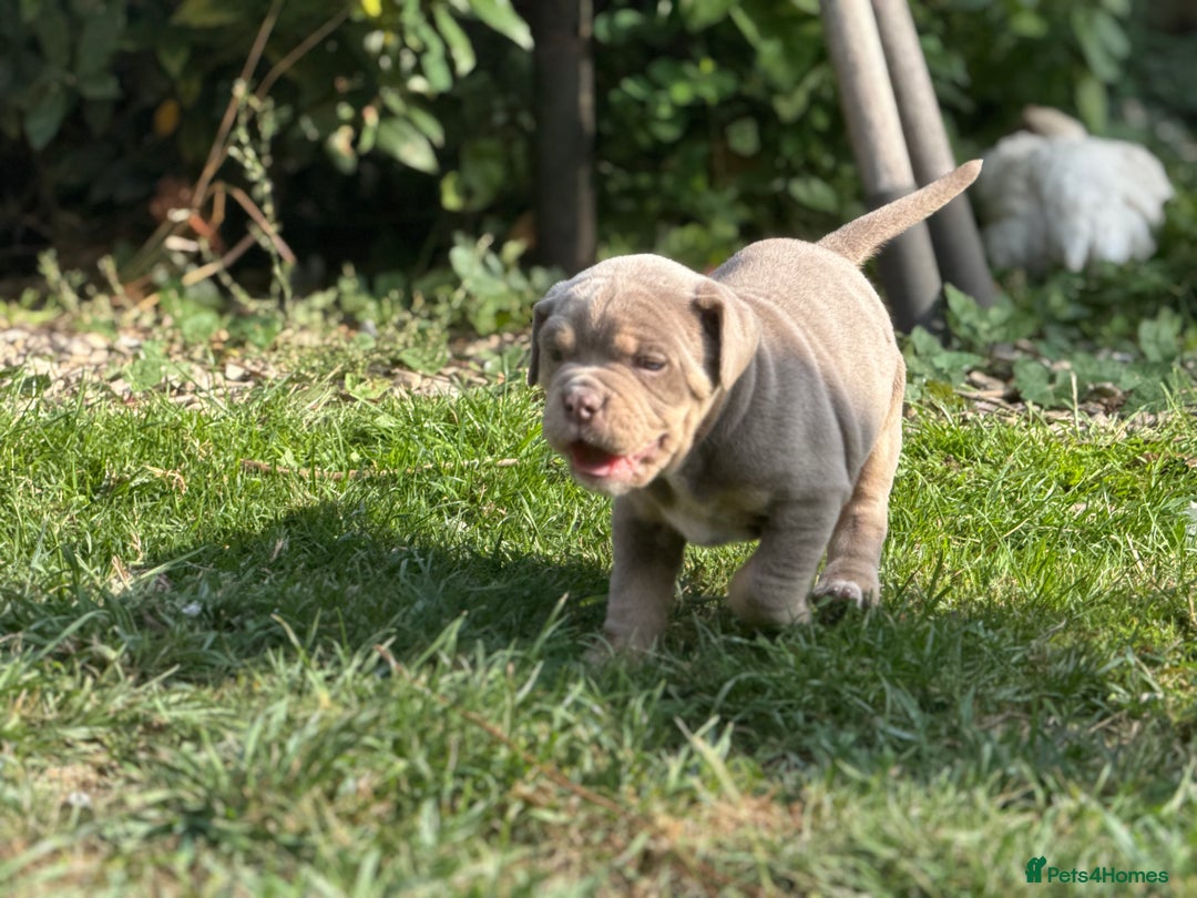 Mixed Breed dogs for sale: Beautiful lilac cane Corso x bulldog pups  - Image 5