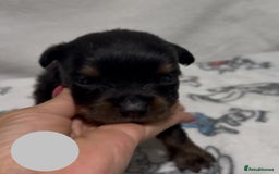Rottweiler dogs for sale: KC Registered Litter of Rottweilers 💙💗 - Image 4