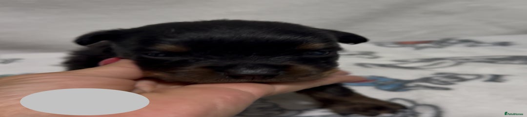 Rottweiler Puppy Grey Collar