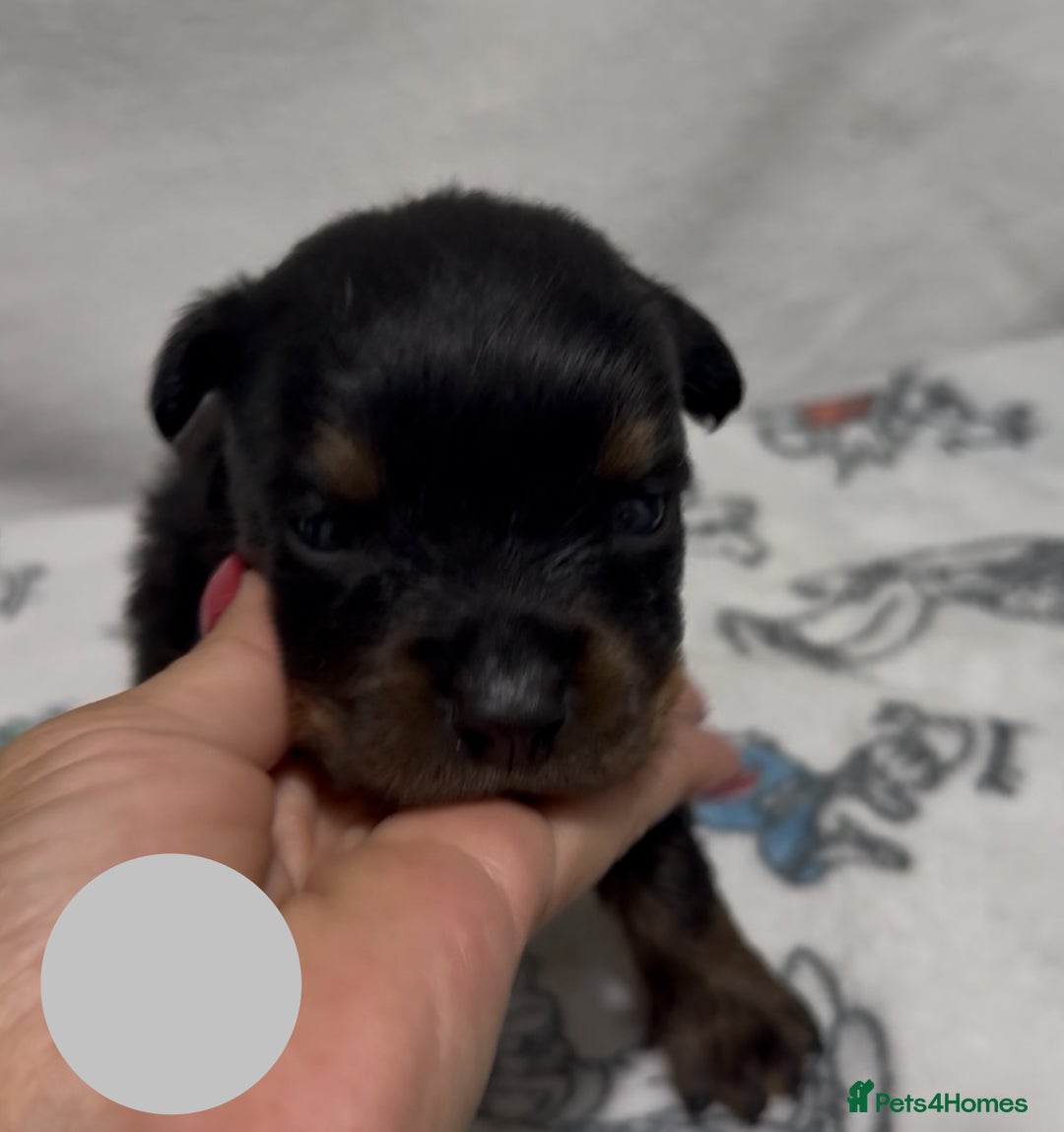 Rottweiler dogs for sale: KC Registered Litter of Rottweilers 💙💗 - Image 4