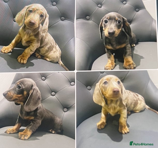 Miniature Dachshund dogs 🥰 Stunning Miniature Dachshunds 🥰 - Advert 8