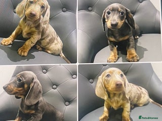 Miniature Dachshund dogs 🥰 Stunning Miniature Dachshunds 🥰 - Advert 12