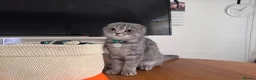 Scottish Fold cats for sale: Scottish fold female  - Advert 4