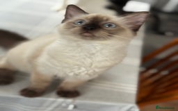 Ragdoll cats for sale: Beautiful sealpoint ragdoll  - Image 4