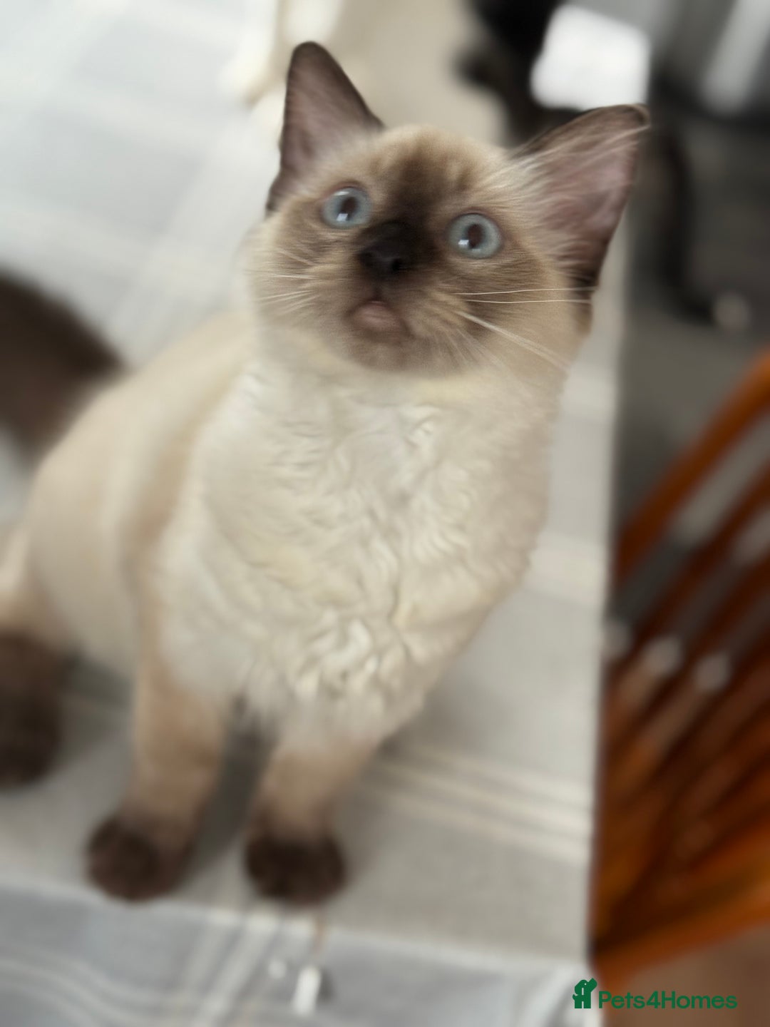 Ragdoll cats for sale: Beautiful sealpoint ragdoll  - Image 4