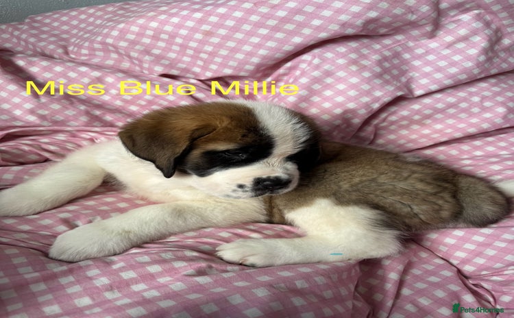 Saint Bernard dogs - Advert 5