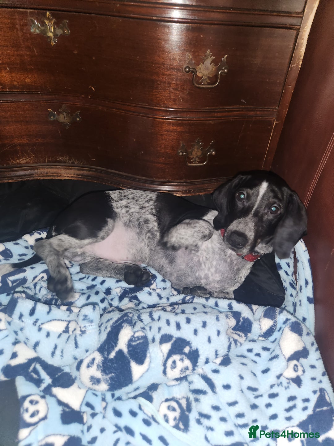 Dachshund dogs for sale:  **  sale of rear Dachshund Puppies  - Advert 13