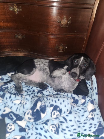 Dachshund dogs - Advert 2