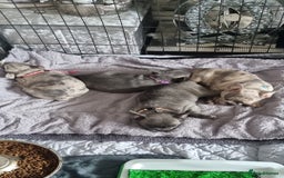 French Bulldog dogs for stud: Amazing merle male for stud - Image 5