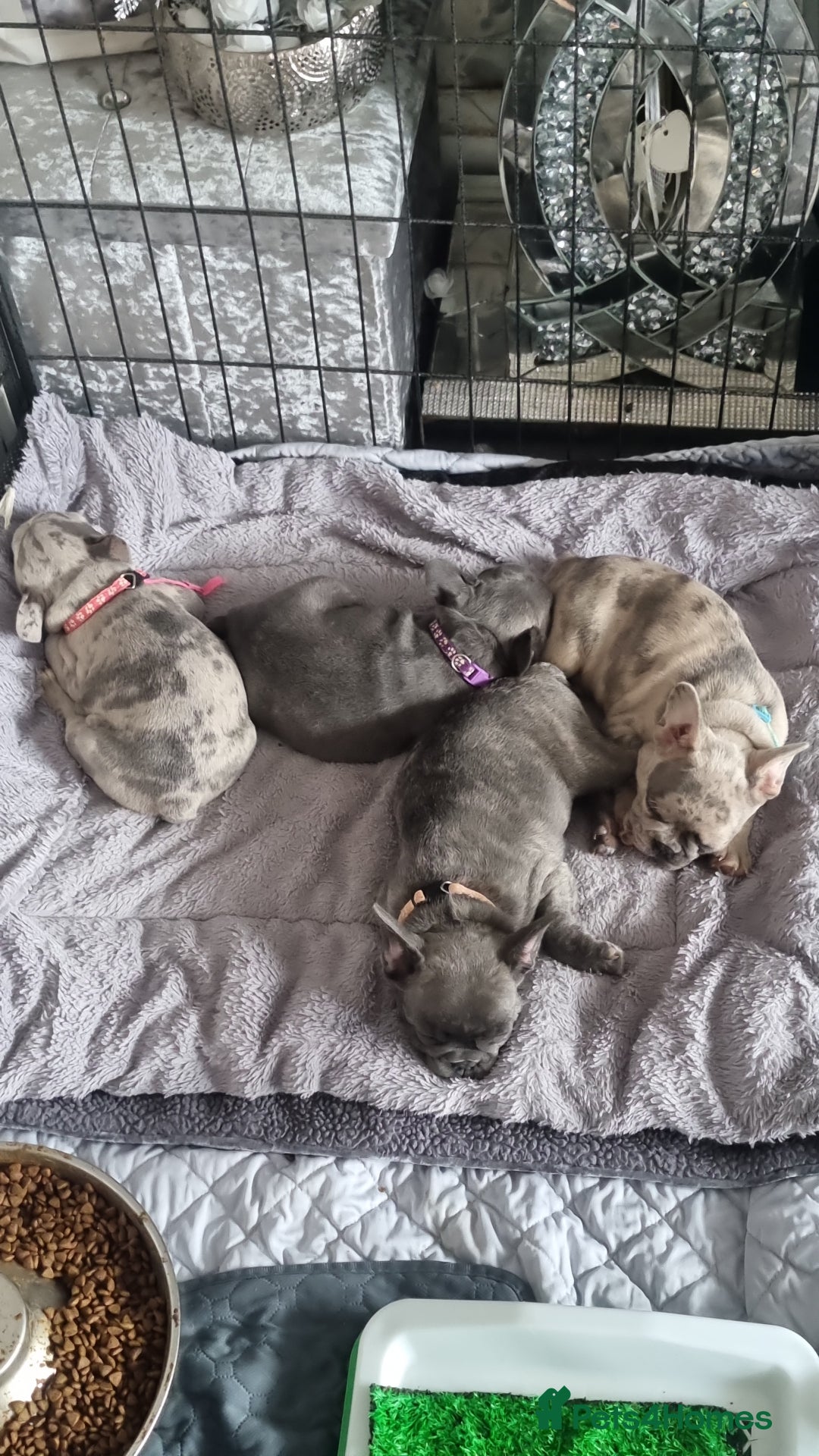 French Bulldog dogs for stud: Amazing merle male for stud - Image 5