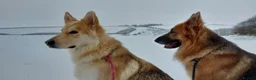 German Shepherd dogs for sale: Gorgeous German Shepherd pups for sale - Advert 4