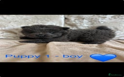 Chow Chow dogs for sale: REDUCED £750 stunning chow chow puppies - Image 5
