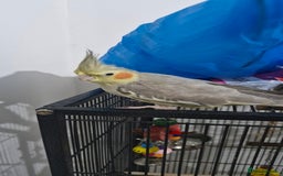Cockatiels birds for sale: Cute cockatiel for sale - Image 2