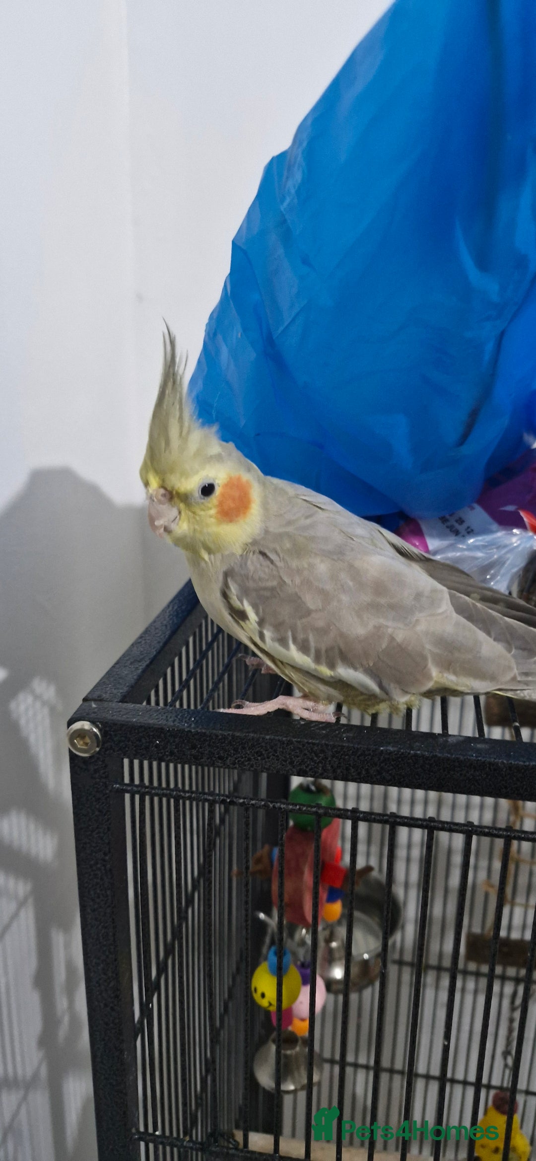 Cockatiels birds for sale: Cute cockatiel for sale - Image 2