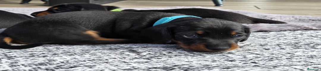 Rolo