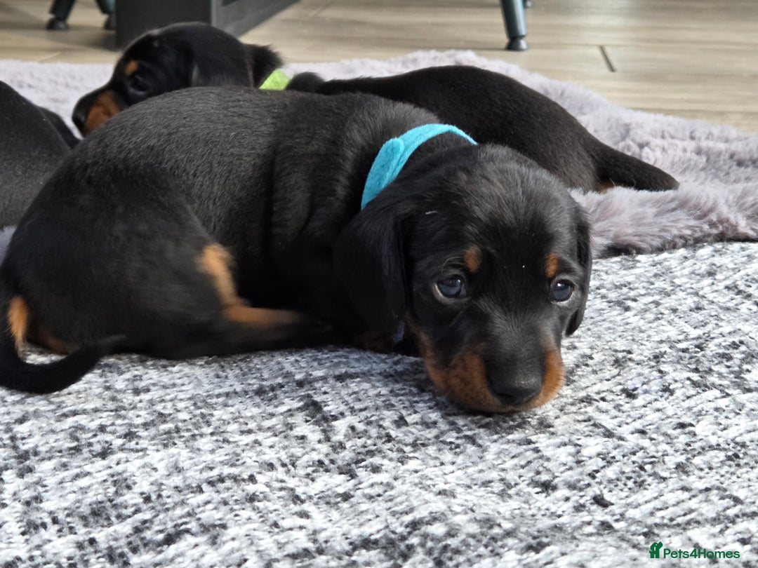 Miniature Dachshund dogs for sale: Beautiful Pedigree Miniature Dachshund Puppies - Image 19