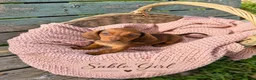 Miniature Dachshund dogs for sale: Miniature Dachshund Boys and Girl - Advert 18