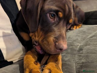 Mixed Breed dogs Charlie - Advert 5