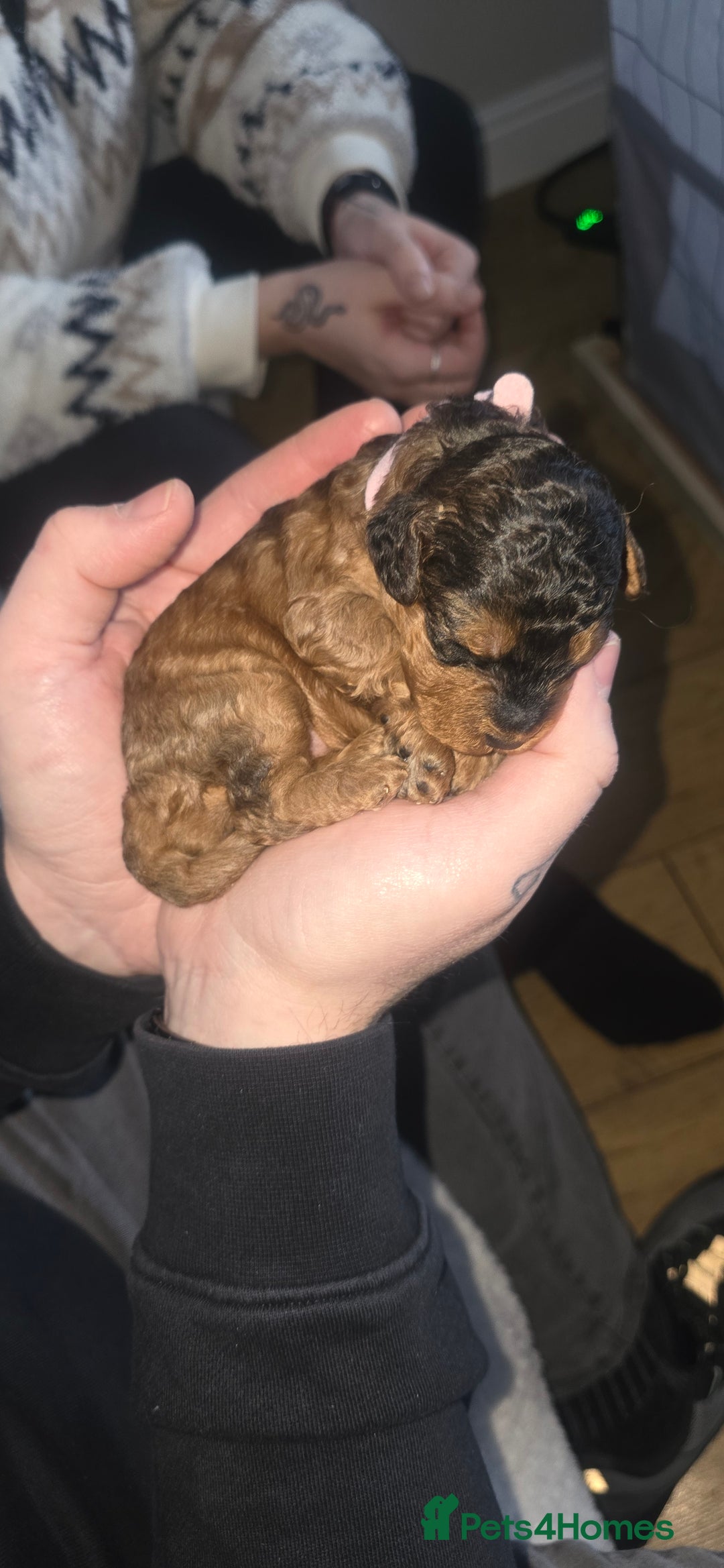 Cockapoo dogs for sale: 7 absolutely adorable cockapoo pups!  - Advert 13