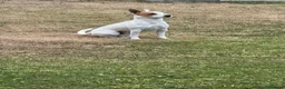 Jack Russell dogs for sale: Jack Russell Male  in Holyhead - Advert 3