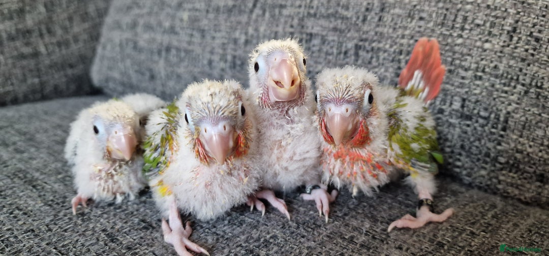 Conures birds for sale: Beautiful fully hand reared conure baby's  - Image 5