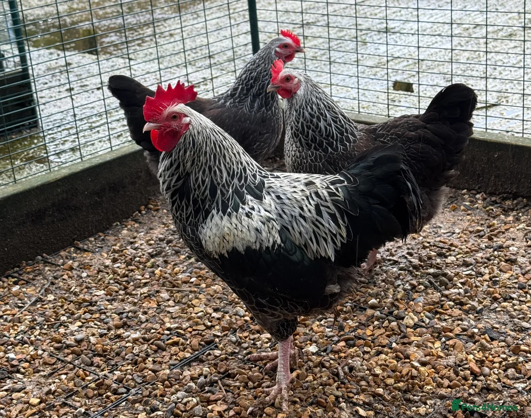 Chickens poultry for sale: Beautiful Trios of Bantams - Advert 5