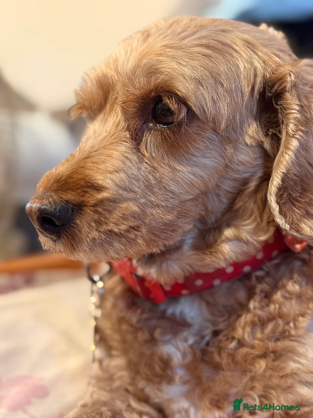 Cockapoo dogs for sale: Toy Poodle x Cockapoo Puppies Family Raised in Hayes - Advert 14