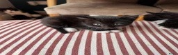 Mixed Breed cats for sale: Gorgeous Tuxedo Kittens looking for a new home  - Advert 3