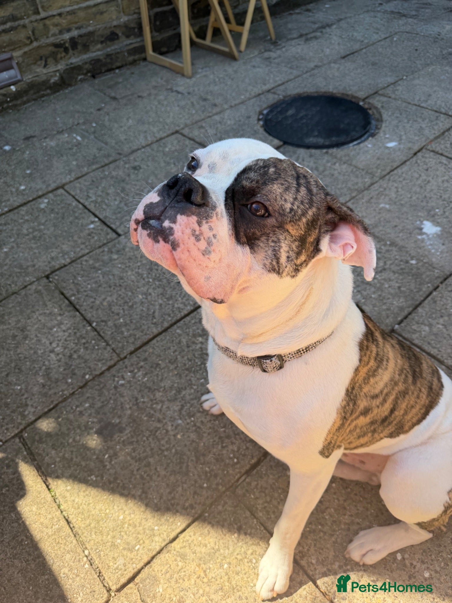 American Bulldog dogs Monty 12 month old American Bulldog  - Advert 6