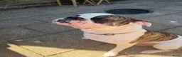 American Bulldog dogs for sale: Monty 12 month old American Bulldog  - Advert 1