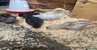 Chickens poultry - Advert 1