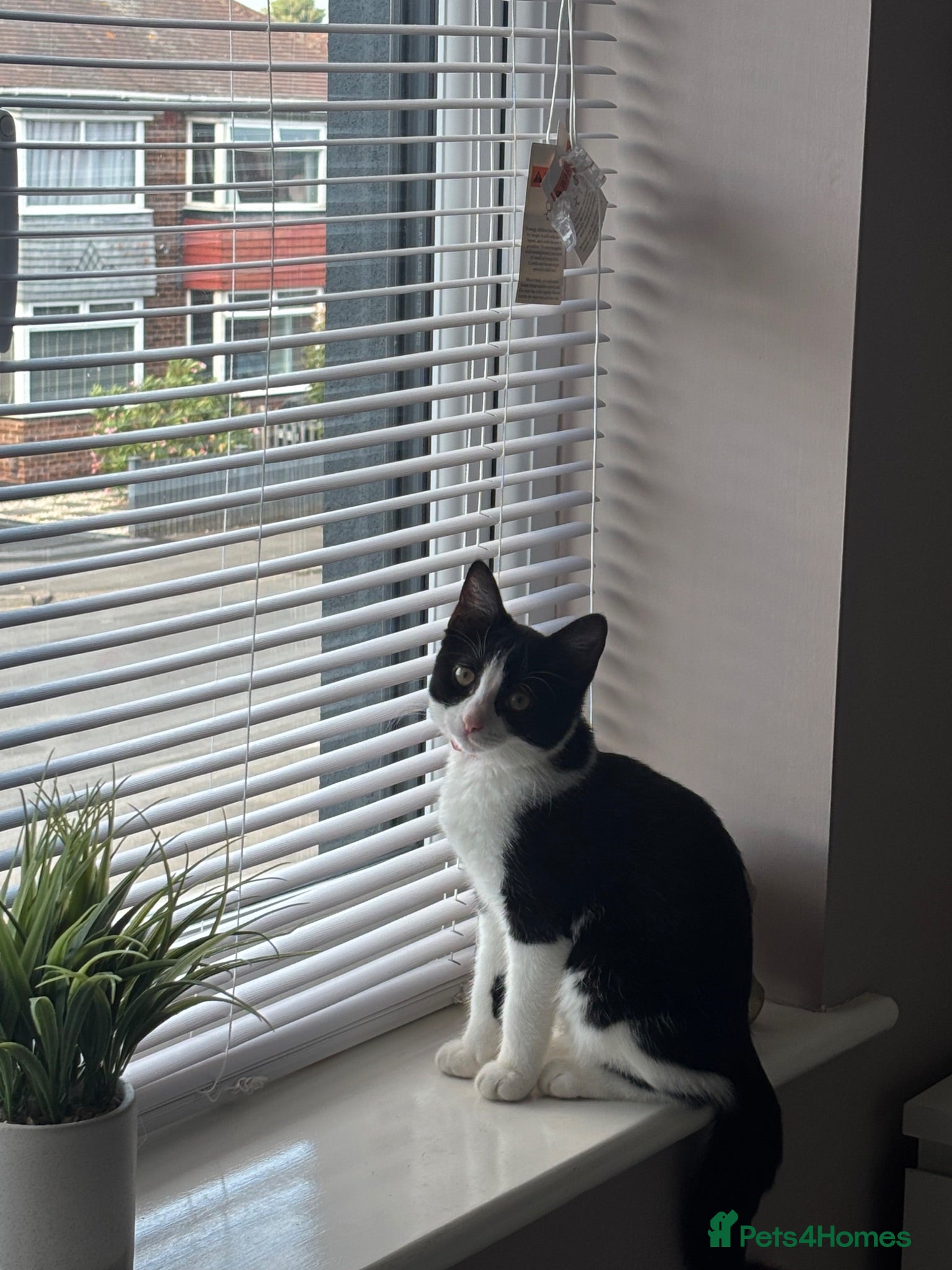 Domestic Shorthair cats Female black and white kitten - Advert 5