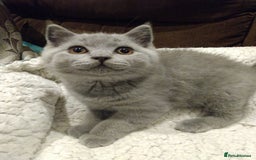 British Shorthair cats for sale: Blue British shorthairs kittens with GCCFpedigree - Image 7