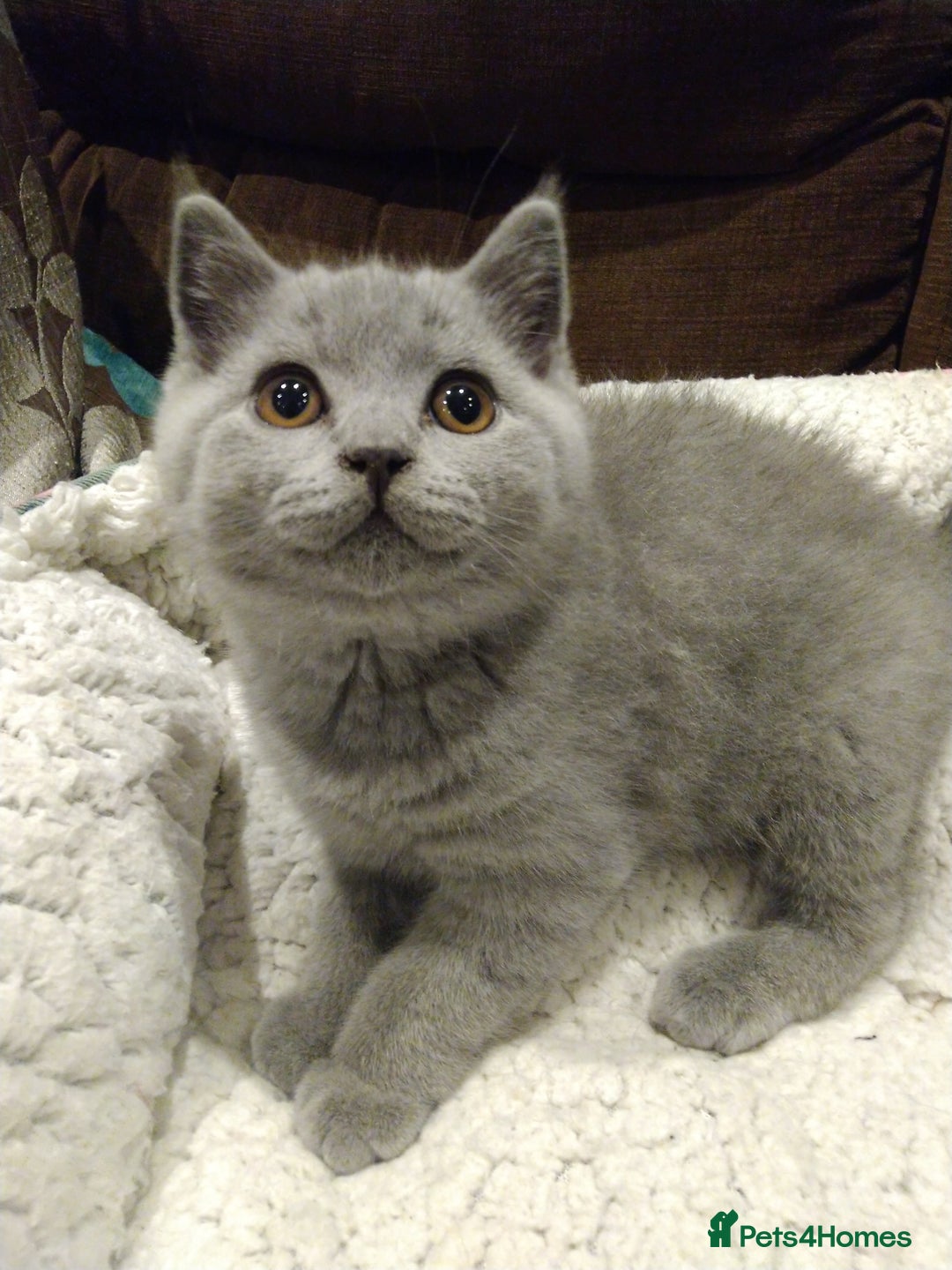 British Shorthair cats for sale: Blue British shorthairs kittens with GCCFpedigree - Image 7