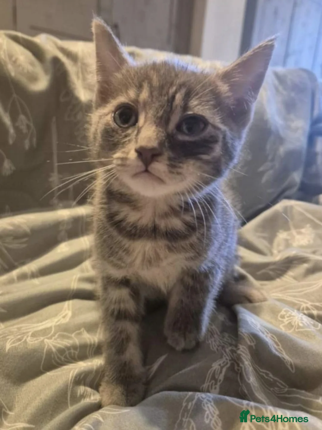 Mixed Breed cats for sale: Beautiful little of kittens ready now!!! - Advert 2