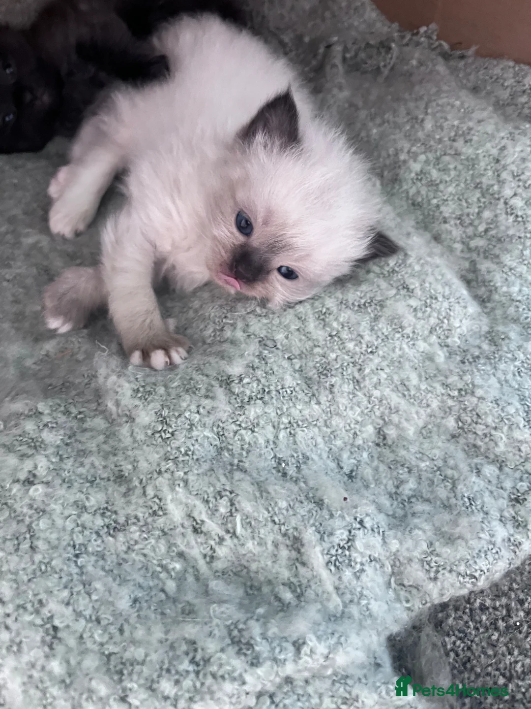Ragdoll cats for sale: Pure breed ragdolls  - Advert 23