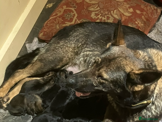 German Shepherd dogs - Advert 20