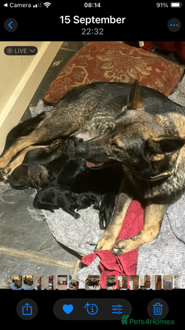 German Shepherd dogs - Advert 1