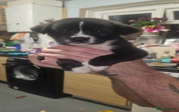 Mixed Breed dogs for sale: Huge American akita x cane corso pups - Advert 33