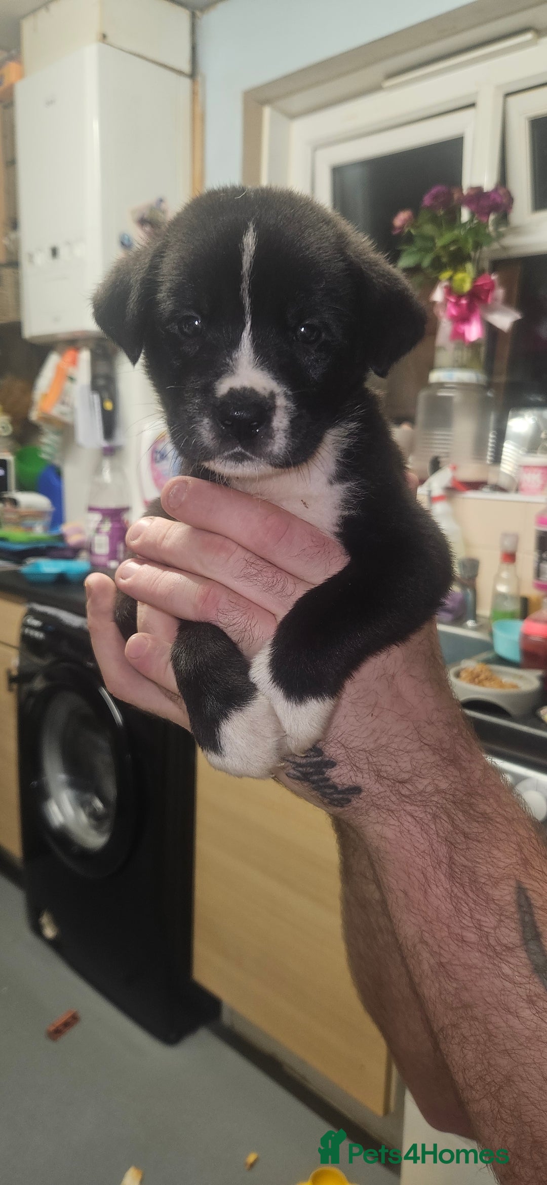 Mixed Breed dogs for sale: Huge American akita x cane corso pups - Advert 33