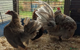 Chickens poultry for sale: Tiny Seramas Bantams,Adults & Youngsters. - Image 4