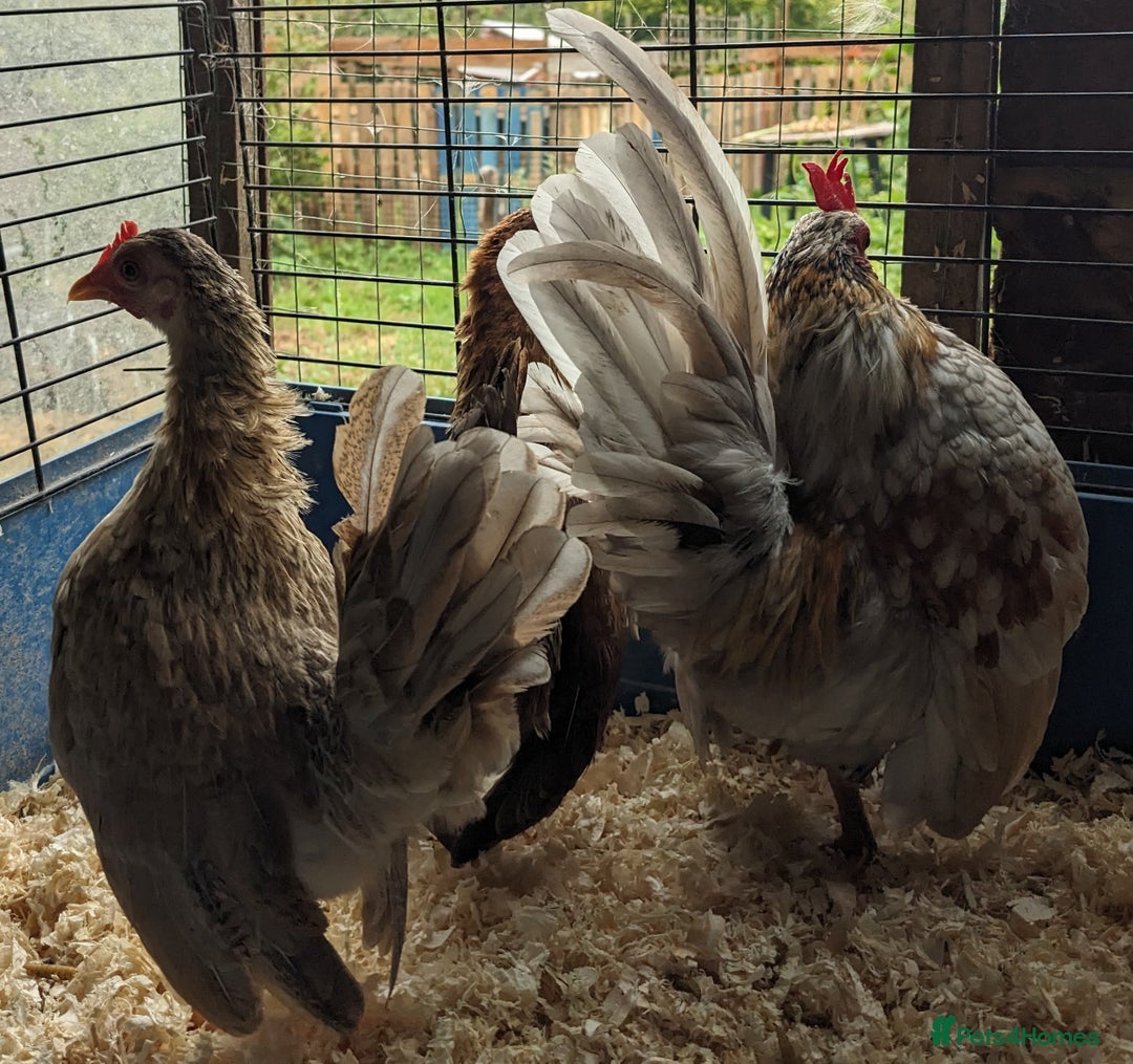 Chickens poultry for sale: Tiny Seramas Bantams,Adults & Youngsters. - Image 4