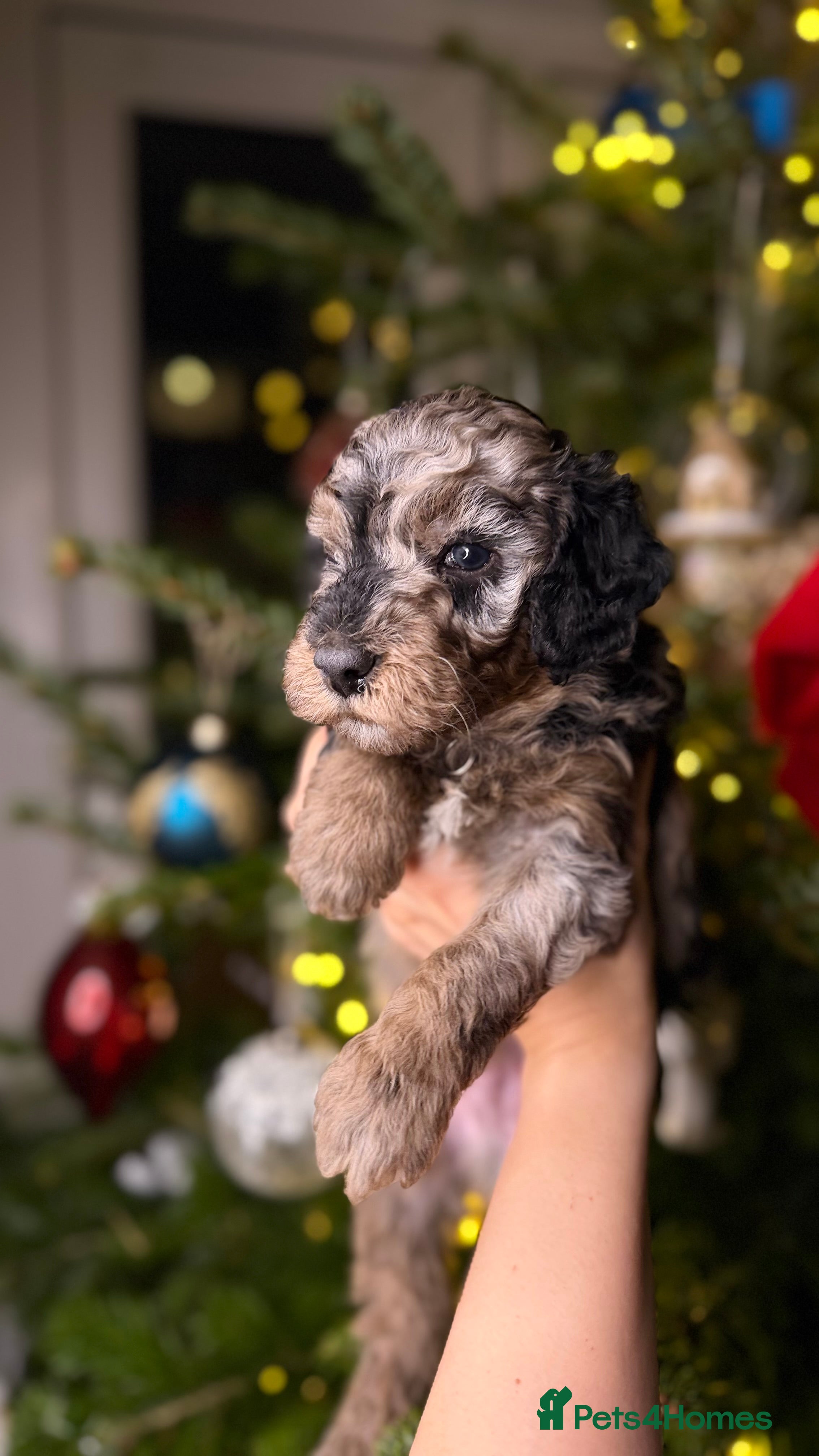 Cockapoo dogs American 🇺🇸 mix colour F2 Cockapoo Puppies  - Advert 15