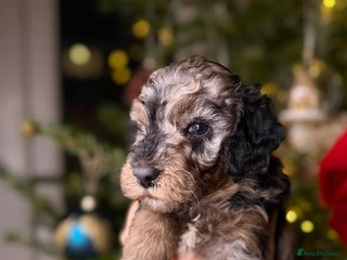 Cockapoo dogs American 🇺🇸 mix colour F2 Cockapoo Puppies - Advert 15