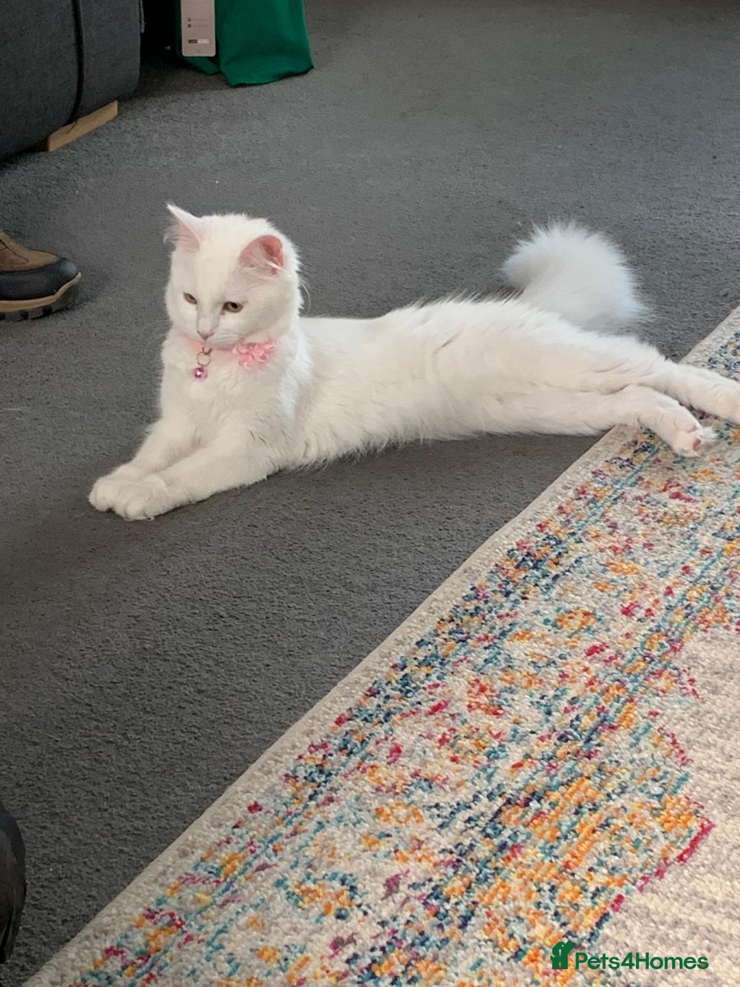 Turkish Angora cats for sale: Turkish Angora cross breed kittens - Advert 9