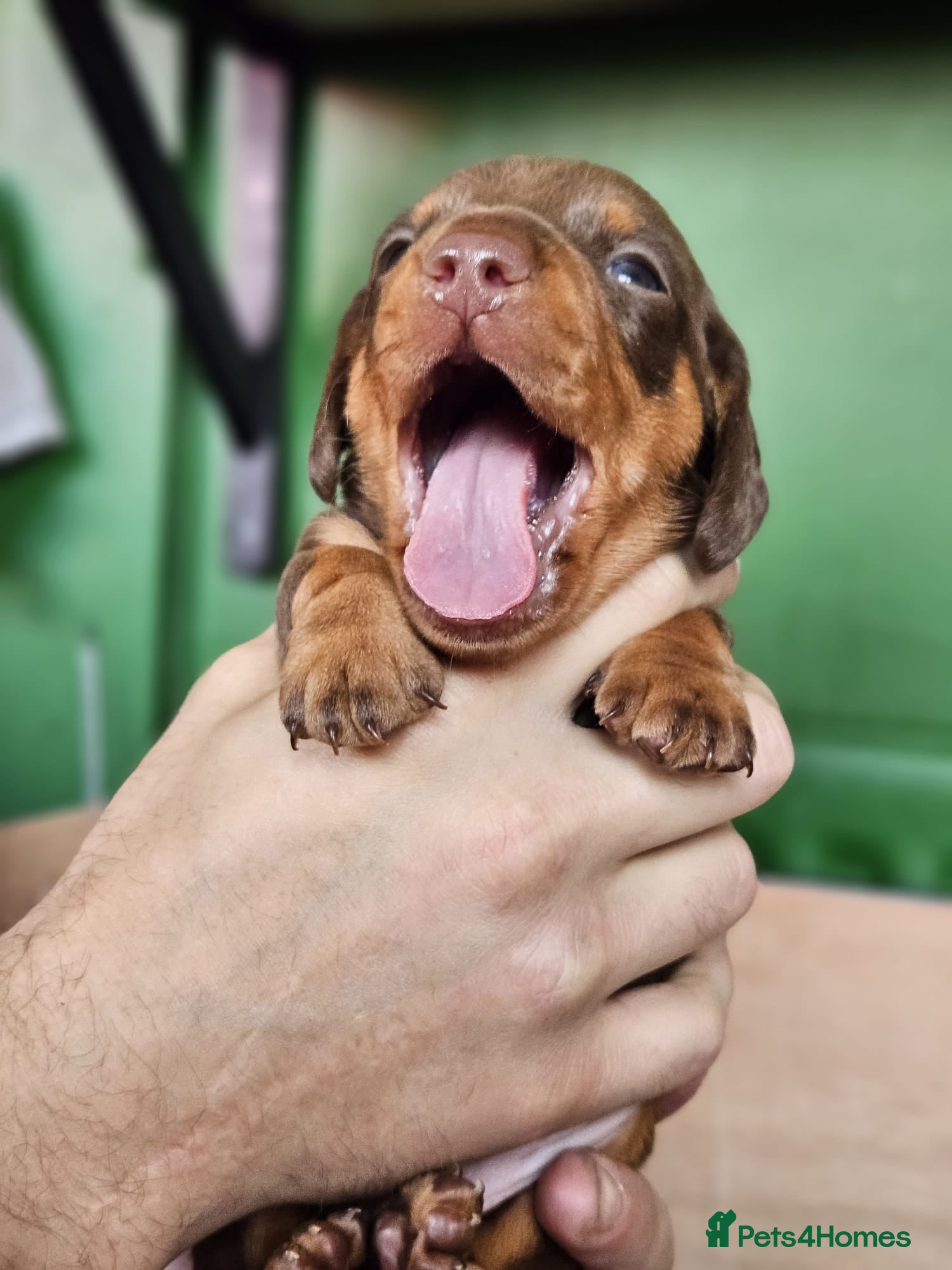 Miniature Dachshund dogs Stunning KC reg chocolate and tan pups  - Advert 14