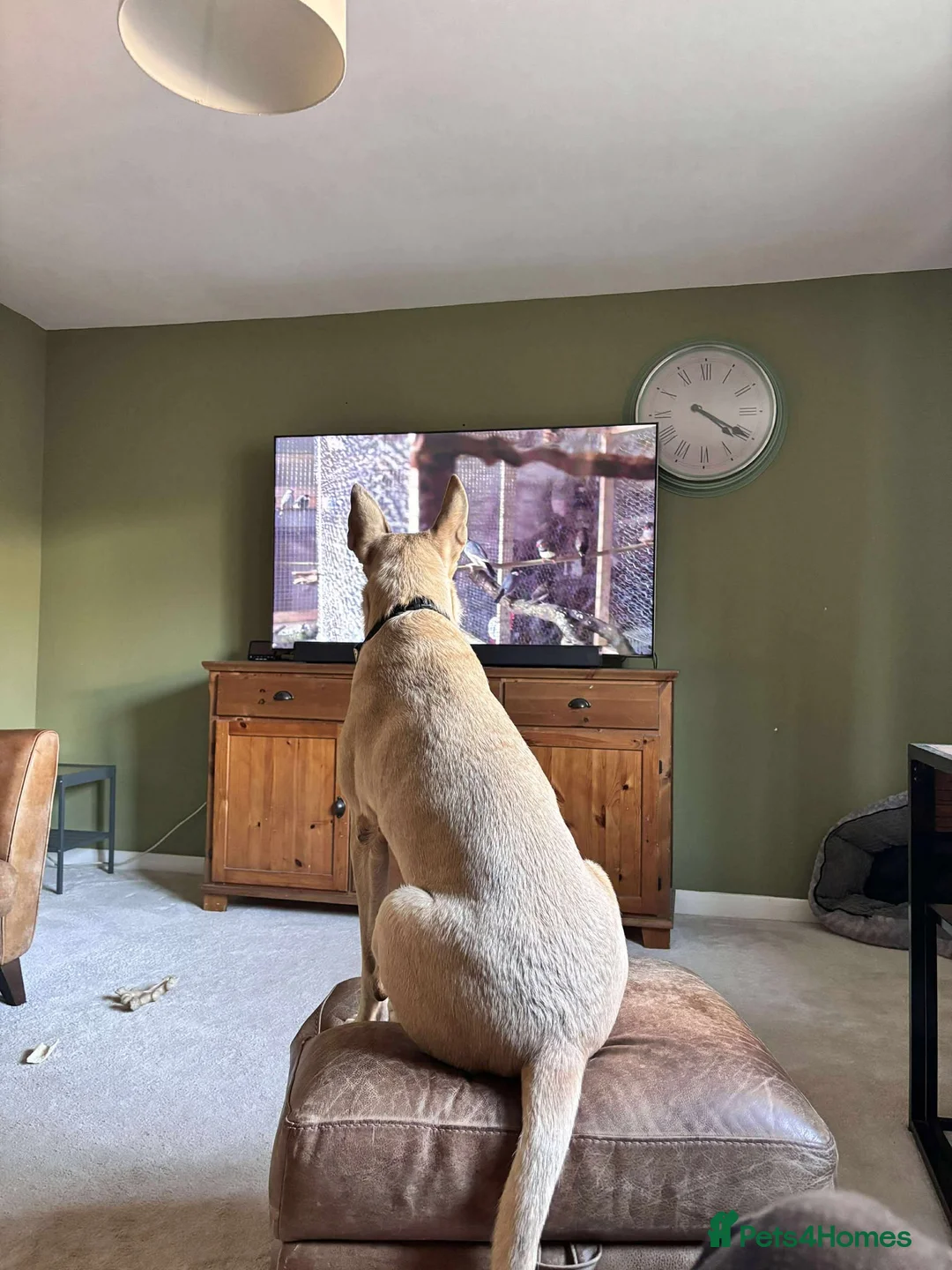 Mixed Breed dogs for adoption: COOPER – A wondrous mixed breed boy, 2 years old in London - Advert 4