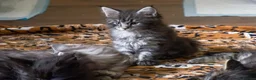 Maine Coon cats for sale: Lovely Maine Coon Kittens–5Available–Family Raised - Advert 17
